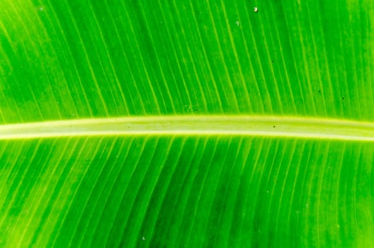 Banana leaf texture and background