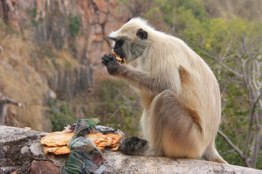 Gray langur (Semnopithecus dussumieri) eating at Ranthambore Fort, Rajasthan, India