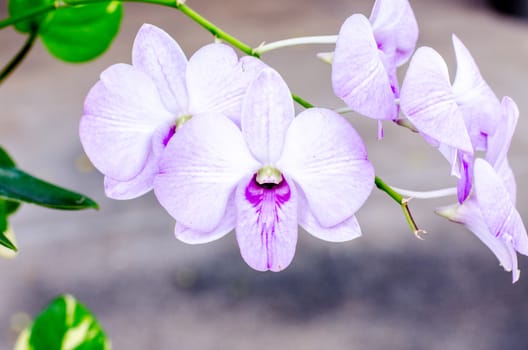 orchid on nature background