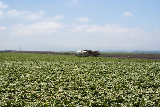 Lettuce fields in Califonia fog bank