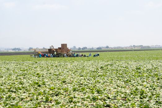 Lettuce pickers having a rest in the fields of California