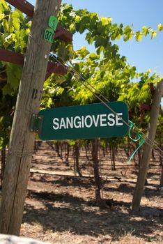 Vineyard sign for Sangiovese grapes