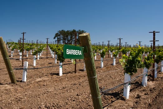 Sign for Barbera grapevines in dry California vineyard