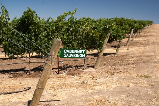 Cabernet Sauvignon wine sign in dry California vineyards