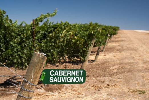 Cabernet Sauvignon sign in dusty California vineyard