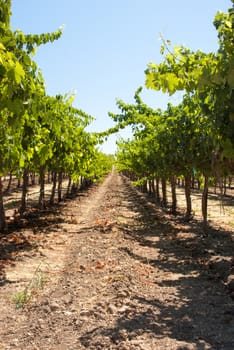 Long row in California vineyard
