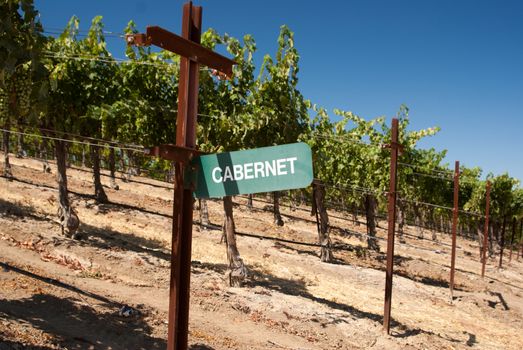 Cabernet sign in California vineyard