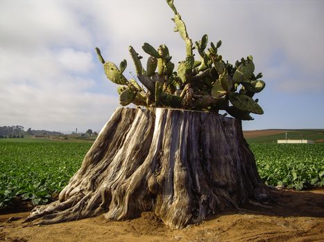 Cactus grows among the vegetable crop in California