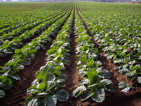 Crop of Brussels Sprouts in California