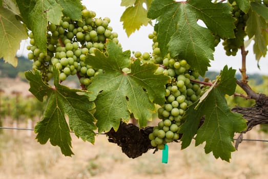 Green grapes on the vine on California coastal region