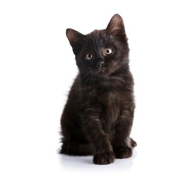 Black small kitten.  Fluffy black kitten. Kitten on a white background. Small predator. Black kitty. Small cat.