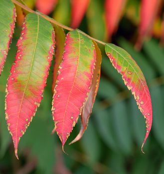 ripe mountain ash leaves  in the autumn time