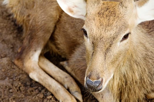 portrait of Axis Deer