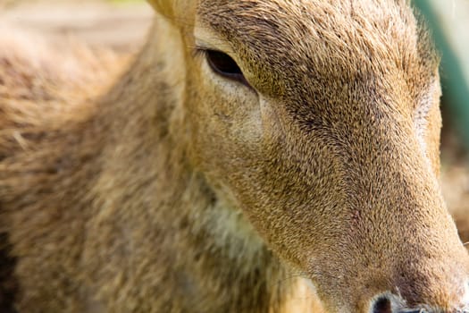 portrait of Axis Deer