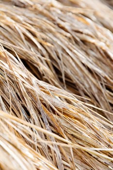 rice straw in farm close up