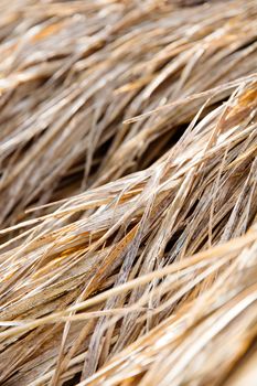 rice straw in farm close up