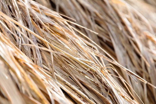 close up of rice straw in farm