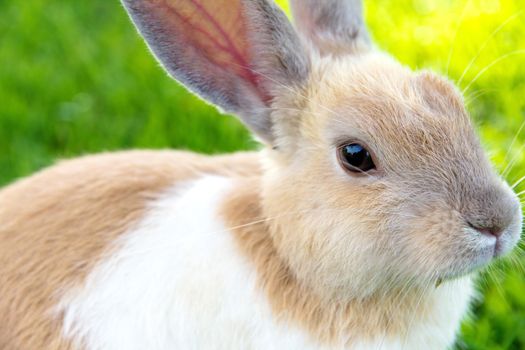 close-up of cute bunny rabbit on the grass