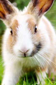 close-up of cute bunny rabbit on the grass