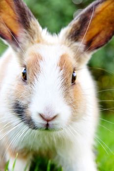 close-up of cute bunny rabbit on the grass