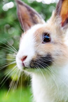 close-up of cute bunny rabbit on the grass