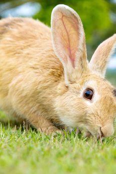 close-up of cute bunny rabbit on the grass