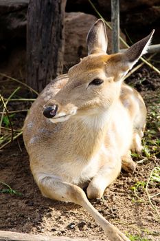 portrait of Axis Deer