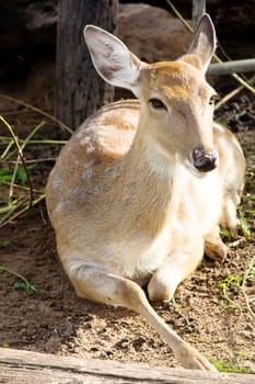 portrait of Axis Deer