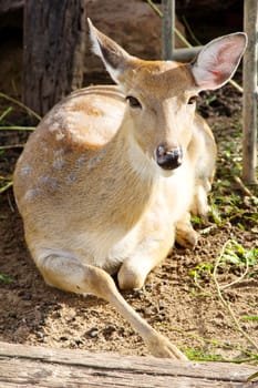 portrait of Axis Deer