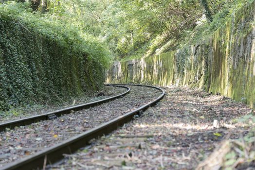 railroad track in the forest