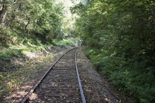 railroad track in the forest