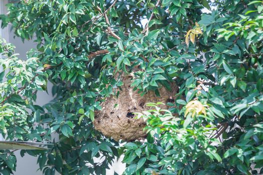 Wasps on comb in the tree