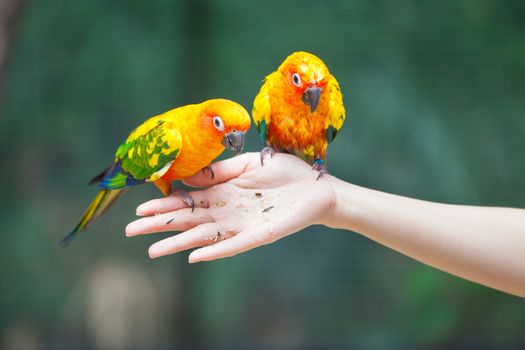 Feeding Colorful parrots sitting on human hand