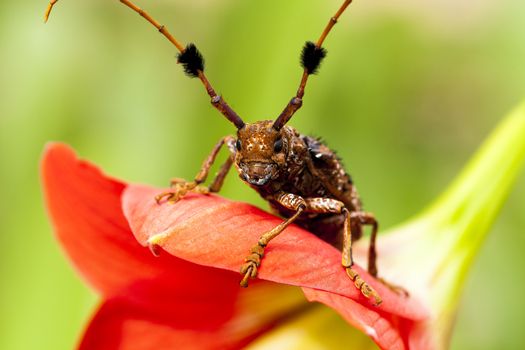 Beetles, a kind of island with red flowers look polished., As Beauty and the Beast.