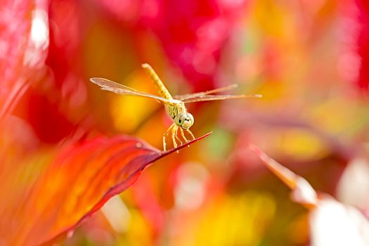 Dragonflies are beautiful creatures, and there are many strains.