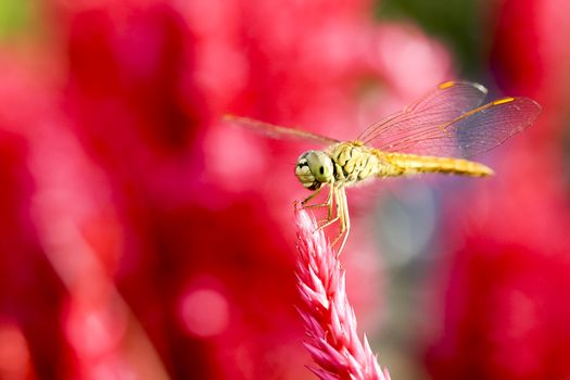 Dragonflies are beautiful creatures, and there are many strains.
