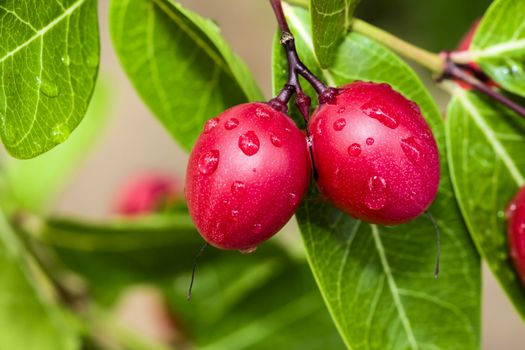 Ancient trees are endangered in Thailand. Its fruit is sour.