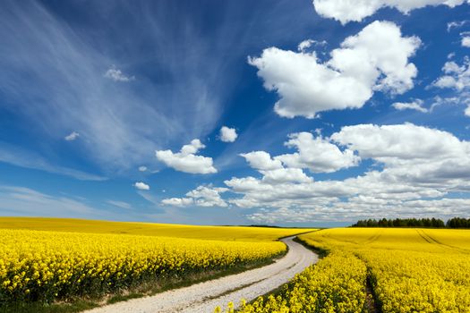 Country way on spring field of yellow flowers, rape. Blue sunny sky. Landscape backgrounds