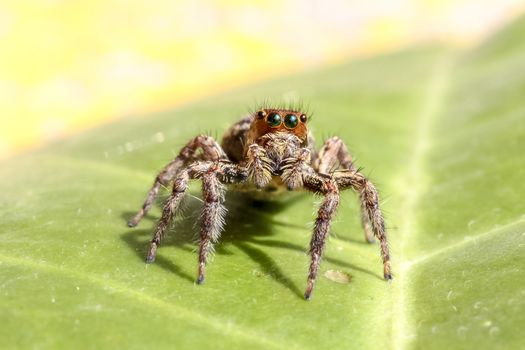 Cute jumping spider on a leaf.