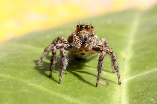 Cute jumping spider on a leaf.