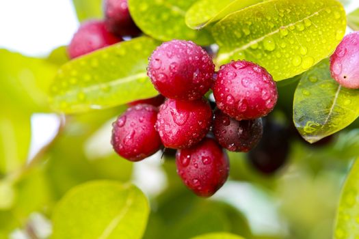 Ancient trees are endangered in Thailand. Its fruit is sour.