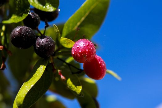 Ancient trees are endangered in Thailand. Its fruit is sour.