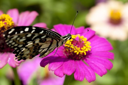 Butterflies and flowers amid sunny autumn morning.