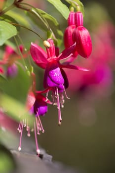 Winter flowers in Thailand