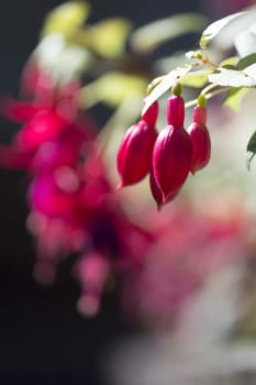 Winter flowers in Thailand