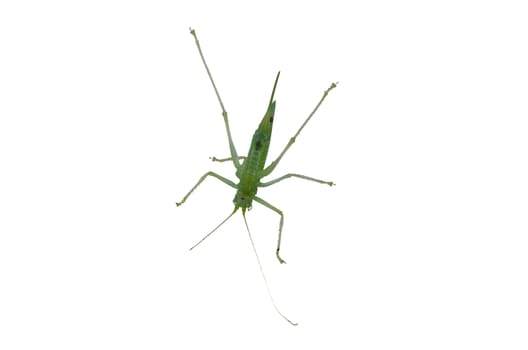 Young little insect, grasshopper photographed from below through a glass window.