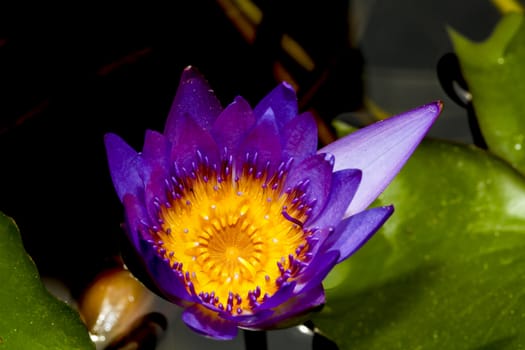 A beautiful lotus