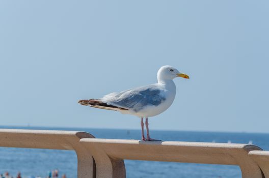 A large seagull sitting on a wooden Gelänger in the background of the sea.