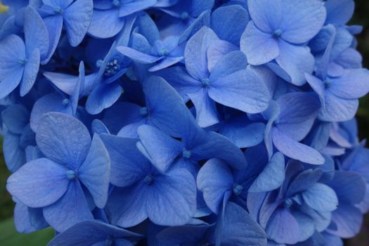 Mophead hydrangea flower head with blue petals