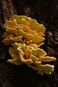 Golden yellow shelf bracket of sulphur fungus (Laetiporus sulphureus) on trunk of old oak tree